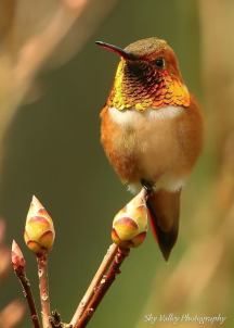 humming-bird 210x300